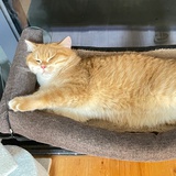 放晴的猪