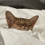 爱喝葡萄啵啵