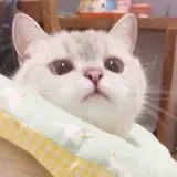 miaomiao