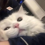 薄荷奶绿
