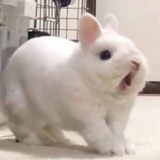 酸草莓