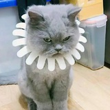 二小姐