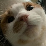 拉拉_拉得出