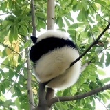 青衿不青