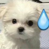 修齐