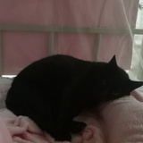 想养猫和狗的猪