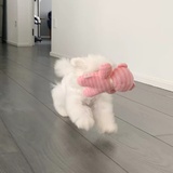 小熊崽崽