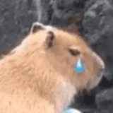 黄金左脸大冰
