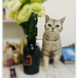 懒惰的猫