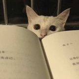 吃鲸