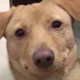 针