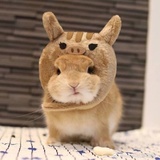 小猪快跑