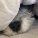 Pupuo