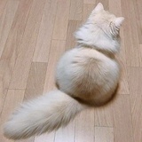 兔球球
