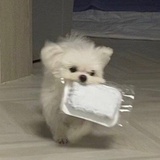 心碎小狗