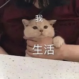 失语企鹅