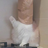 猪也这么说