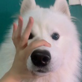 奶尤瓜子