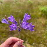 Emlia