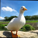 大白鹅童鞋