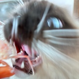 之之为吱吱