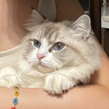 勤劳的狗