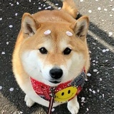 四块五的妞