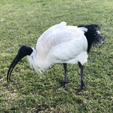顾缈