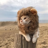 一颗卤蛋