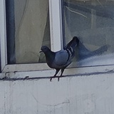 清蒸半斤蛆