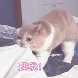顾狼狼