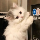 稀茶