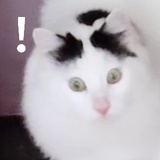 尾形的狗