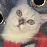 koko