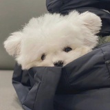 小猫咪咪