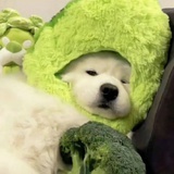 玩.