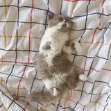 mini甜筒