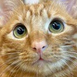 猫猫头