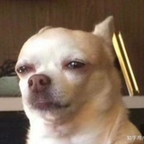 土豆不是红薯