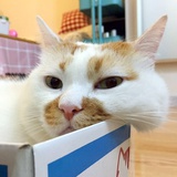 金芋泥