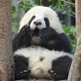 小猪闹闹🐽