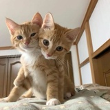 🍊橘子皮