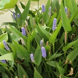 野游