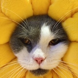 珠海猫霸