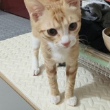 茶茶家长