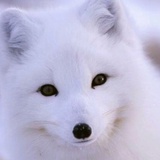 北极狐狐子