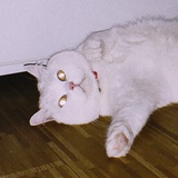 盆栽杀手