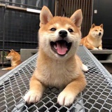 小枕头