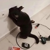 怂怂