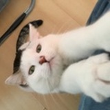 咪咕噜